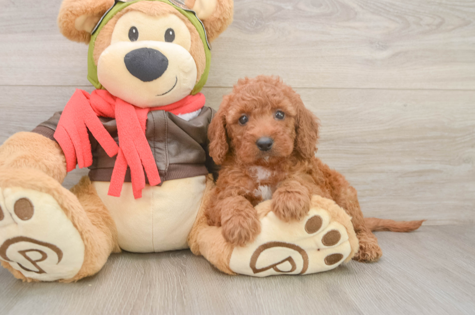 6 week old Mini Goldendoodle Puppy For Sale - Fairfield Furbabies