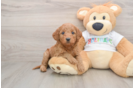 Mini Goldendoodle Puppy for Adoption