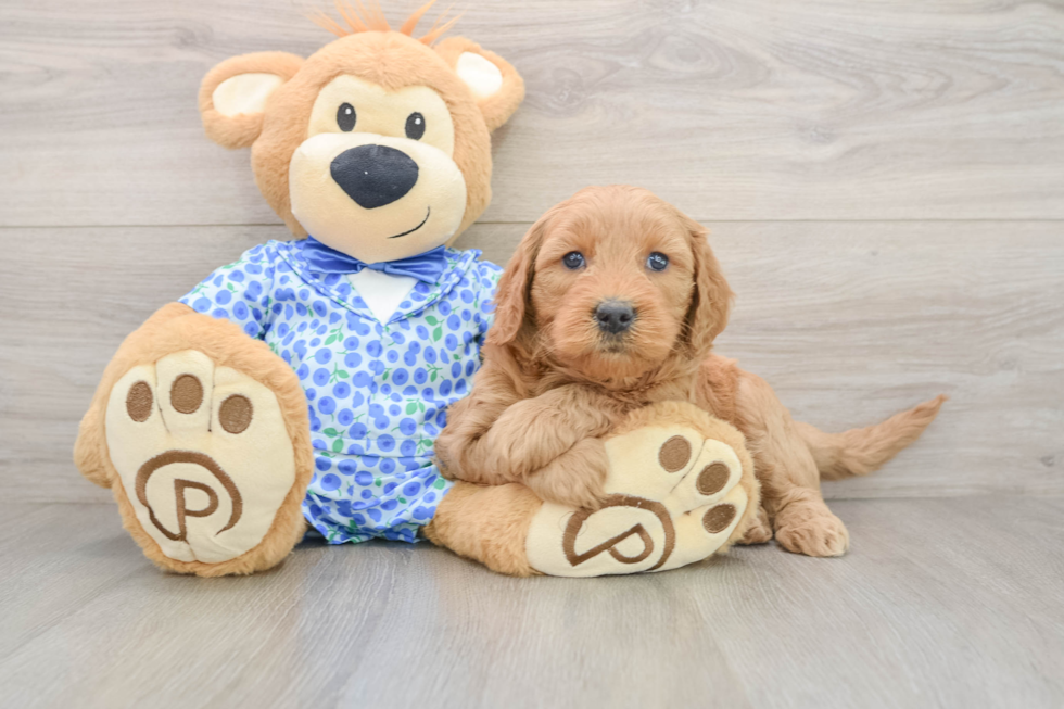 Popular Mini Goldendoodle Poodle Mix Pup
