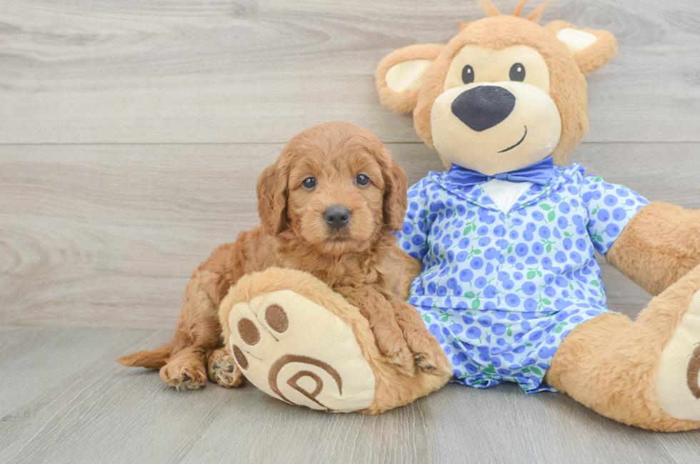 5 week old Mini Goldendoodle Puppy For Sale - Fairfield Furbabies