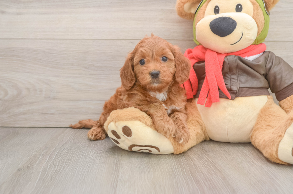 6 week old Mini Goldendoodle Puppy For Sale - Fairfield Furbabies