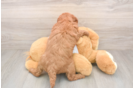 Funny Mini Goldendoodle Poodle Mix Pup