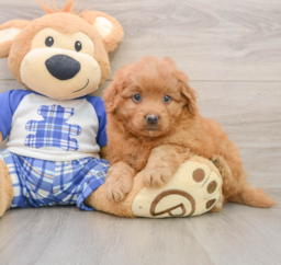 8 week old Mini Goldendoodle Puppy For Sale - Fairfield Furbabies