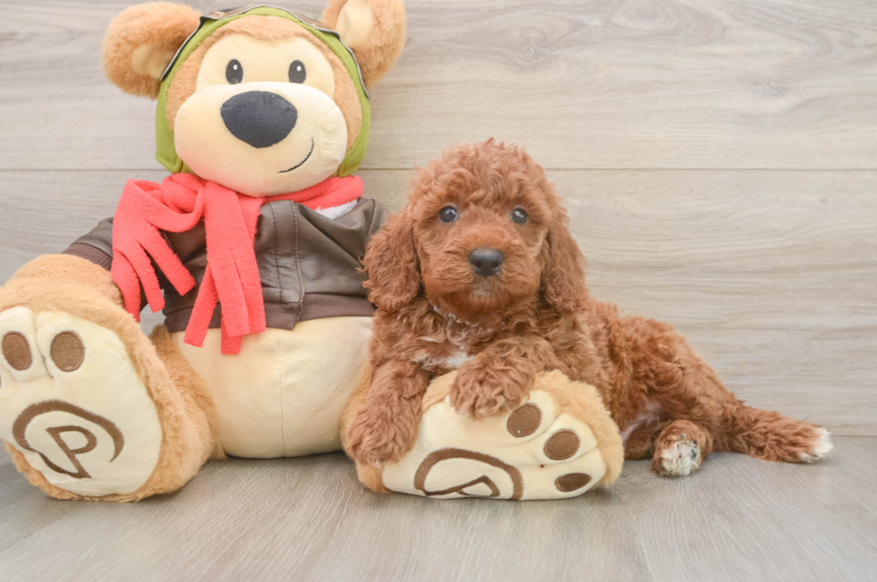 6 week old Mini Goldendoodle Puppy For Sale - Fairfield Furbabies