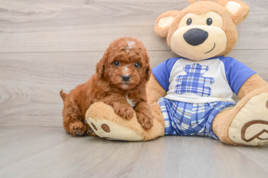 BAXTER, a Mini Goldendoodle littermate