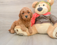 7 week old Mini Goldendoodle Puppy For Sale - Fairfield Furbabies