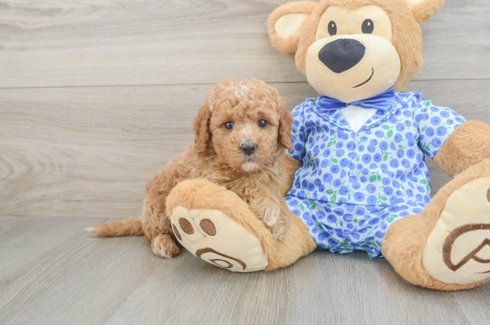 5 week old Mini Goldendoodle Puppy For Sale - Fairfield Furbabies