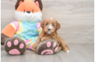 Small Mini Goldendoodle Baby