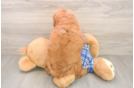 Fluffy Mini Goldendoodle Poodle Mix Pup