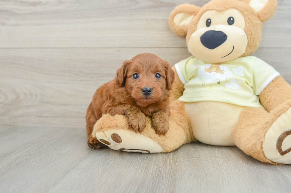 5 week old Mini Goldendoodle Puppy For Sale - Fairfield Furbabies