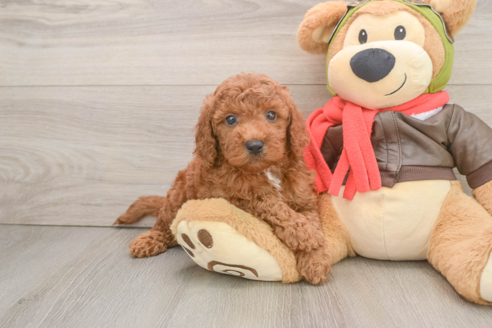 Best Mini Goldendoodle Baby