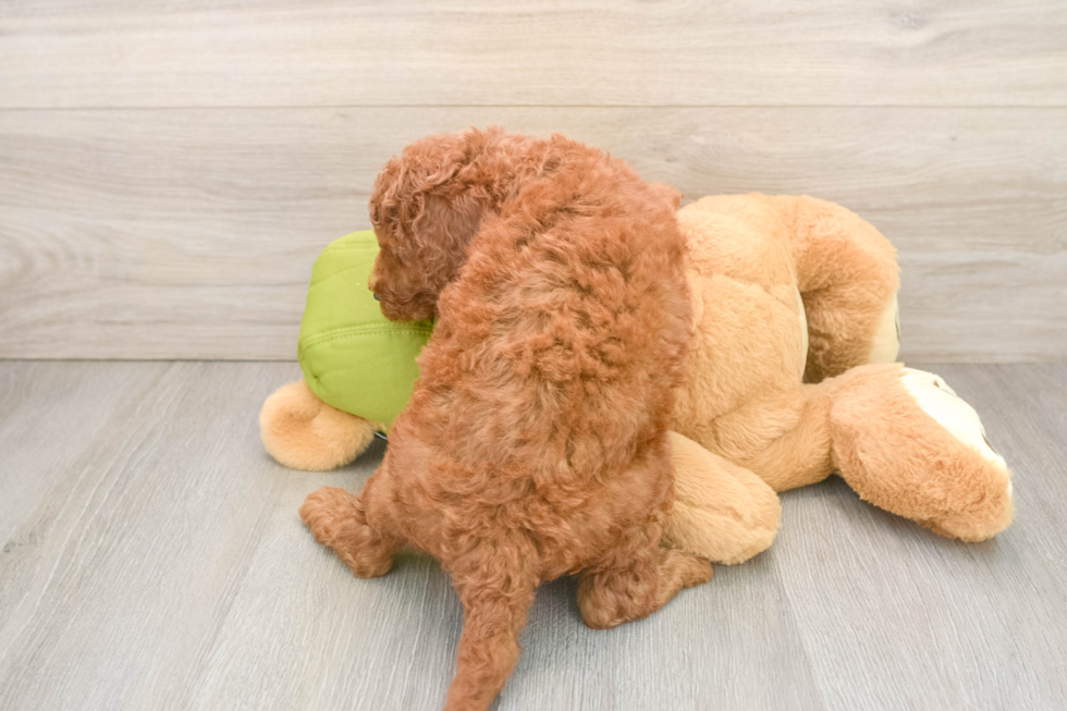 Best Mini Goldendoodle Baby