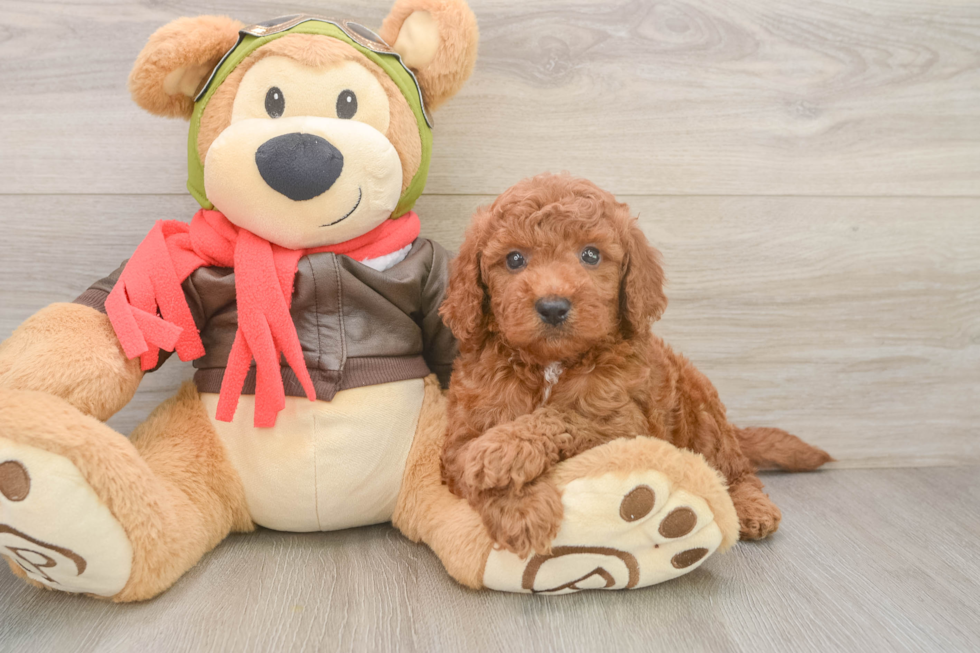 Happy Mini Goldendoodle Baby