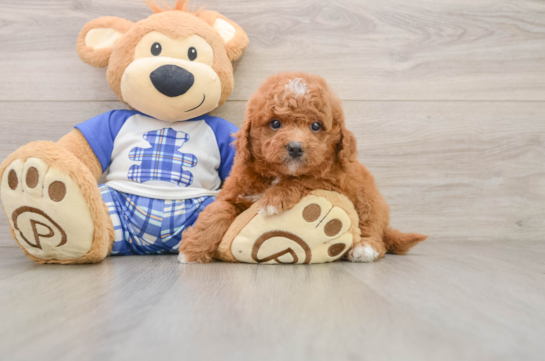 BEETHOVEN, a Mini Goldendoodle littermate