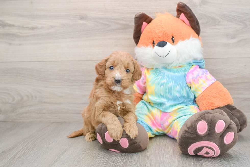 Mini Goldendoodle Pup Being Cute