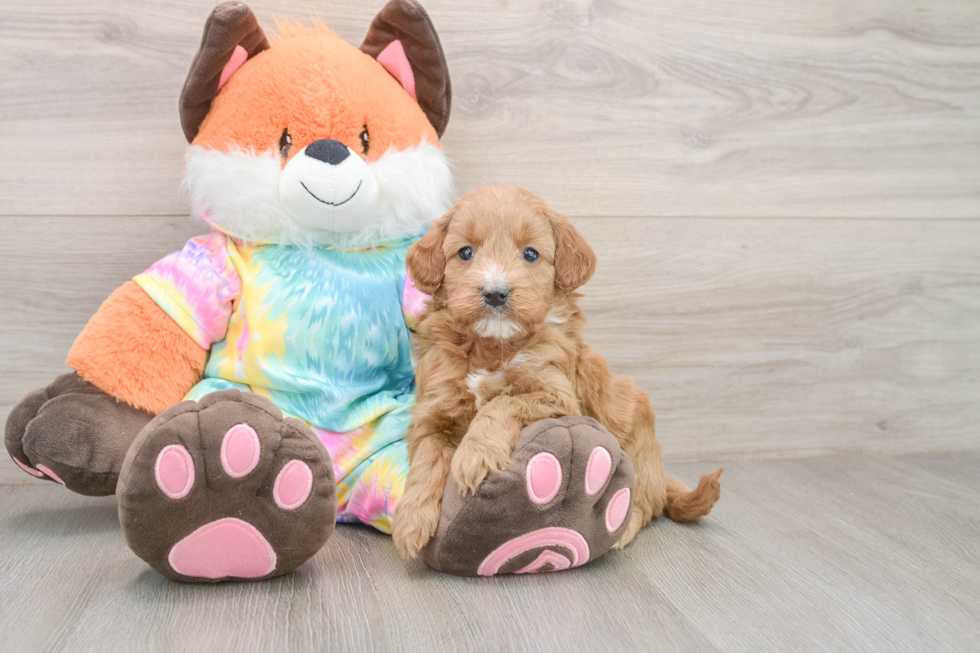 Popular Mini Goldendoodle Poodle Mix Pup