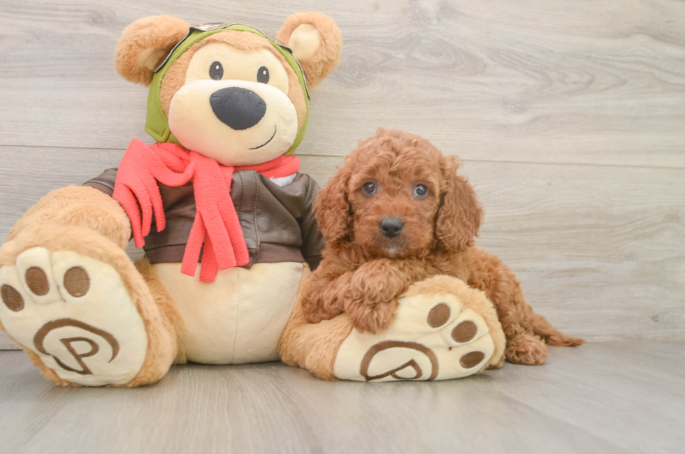 6 week old Mini Goldendoodle Puppy For Sale - Fairfield Furbabies