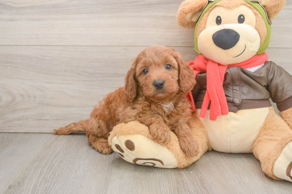 6 week old Mini Goldendoodle Puppy For Sale - Fairfield Furbabies