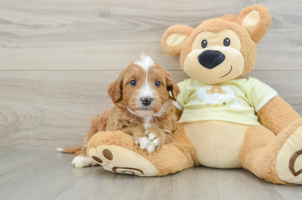 6 week old Mini Goldendoodle Puppy For Sale - Fairfield Furbabies