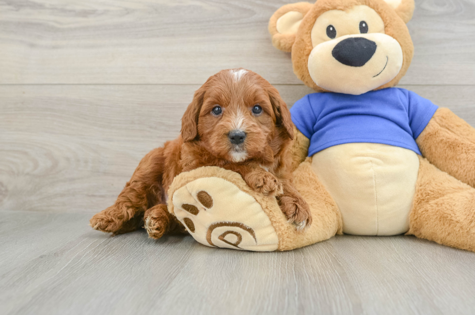 6 week old Mini Goldendoodle Puppy For Sale - Fairfield Furbabies