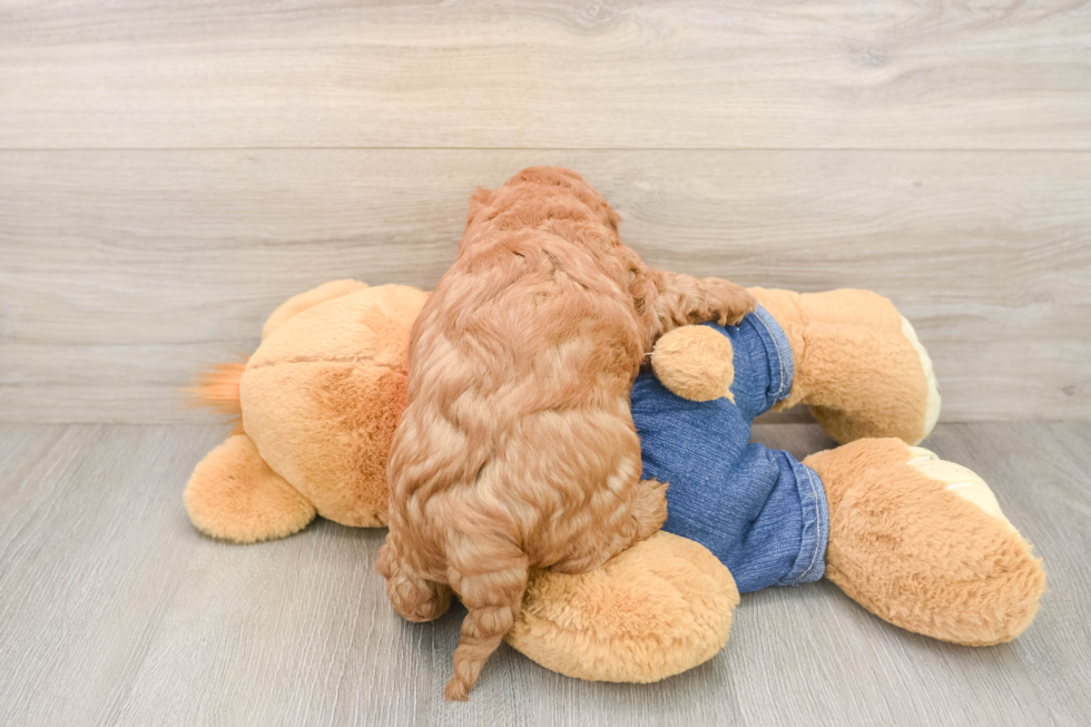 Popular Mini Goldendoodle Poodle Mix Pup