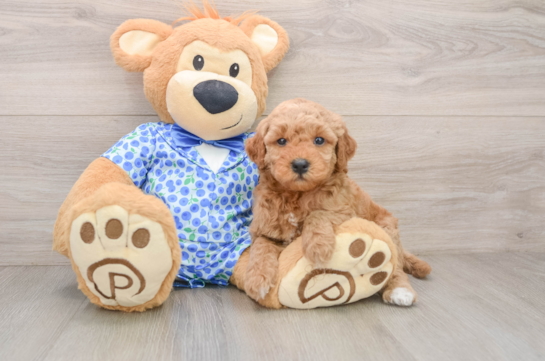 CARHARTT, a Mini Goldendoodle littermate