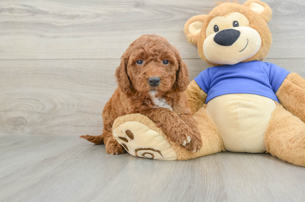 6 week old Mini Goldendoodle Puppy For Sale - Fairfield Furbabies