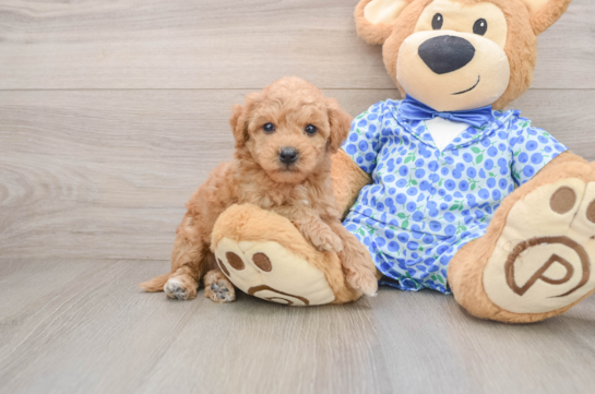 CARSON, a Mini Goldendoodle littermate