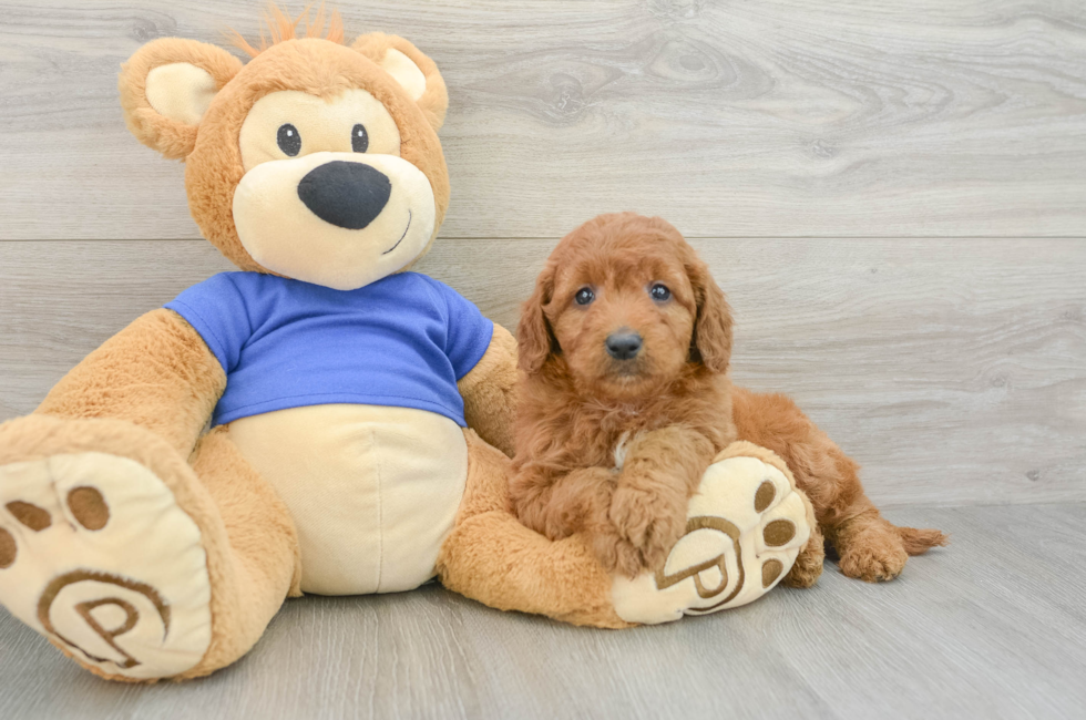 6 week old Mini Goldendoodle Puppy For Sale - Fairfield Furbabies