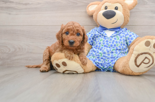 CAYENNE, a Mini Goldendoodle littermate
