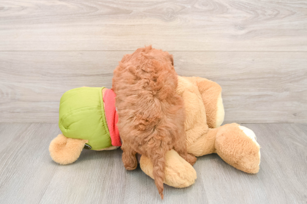 Mini Goldendoodle Pup Being Cute