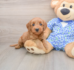 8 week old Mini Goldendoodle Puppy For Sale - Fairfield Furbabies
