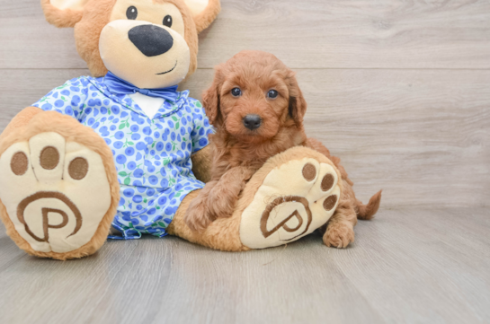 CHARDONNAY, a Mini Goldendoodle littermate