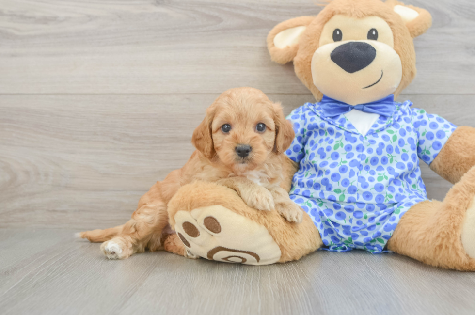 6 week old Mini Goldendoodle Puppy For Sale - Fairfield Furbabies