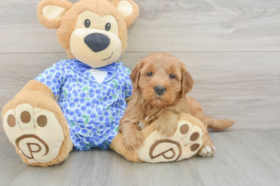 5 week old Mini Goldendoodle Puppy For Sale - Fairfield Furbabies