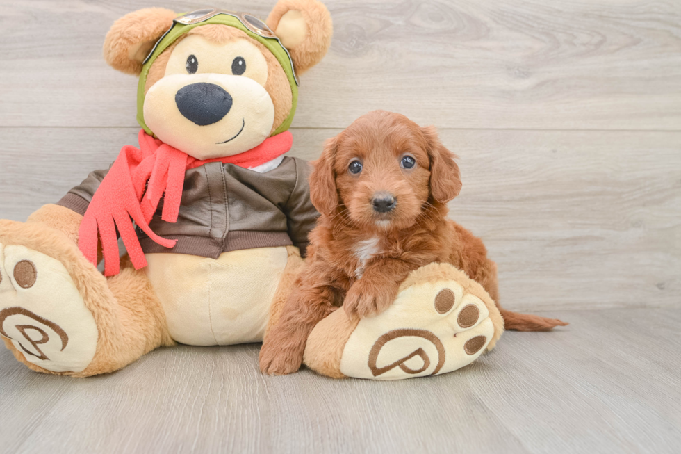 Hypoallergenic Mini Goldiepoo Poodle Mix Puppy