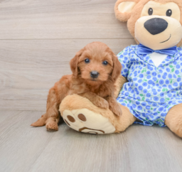 8 week old Mini Goldendoodle Puppy For Sale - Fairfield Furbabies