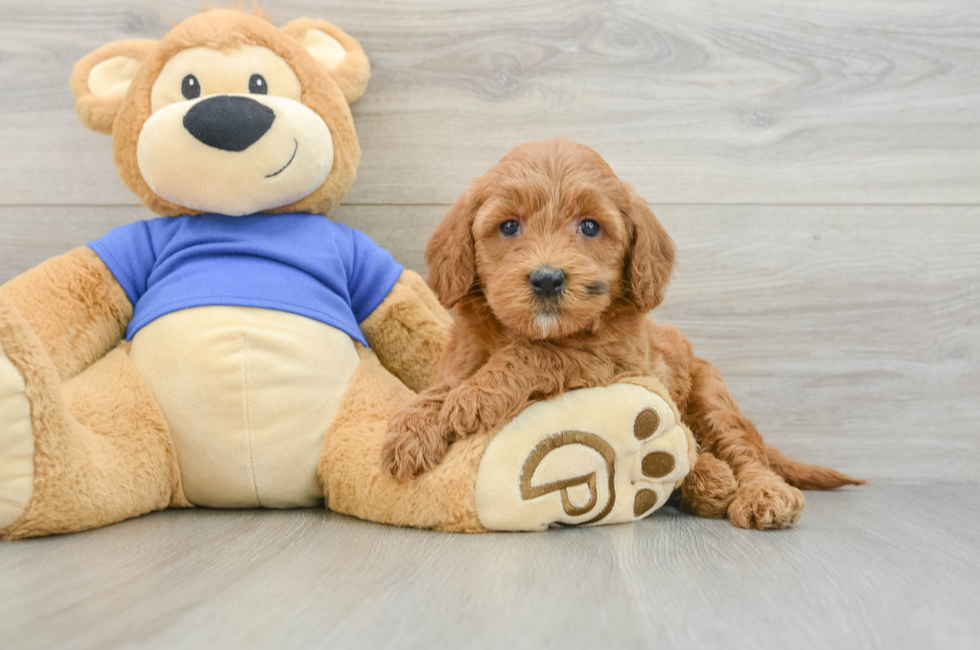 6 week old Mini Goldendoodle Puppy For Sale - Fairfield Furbabies