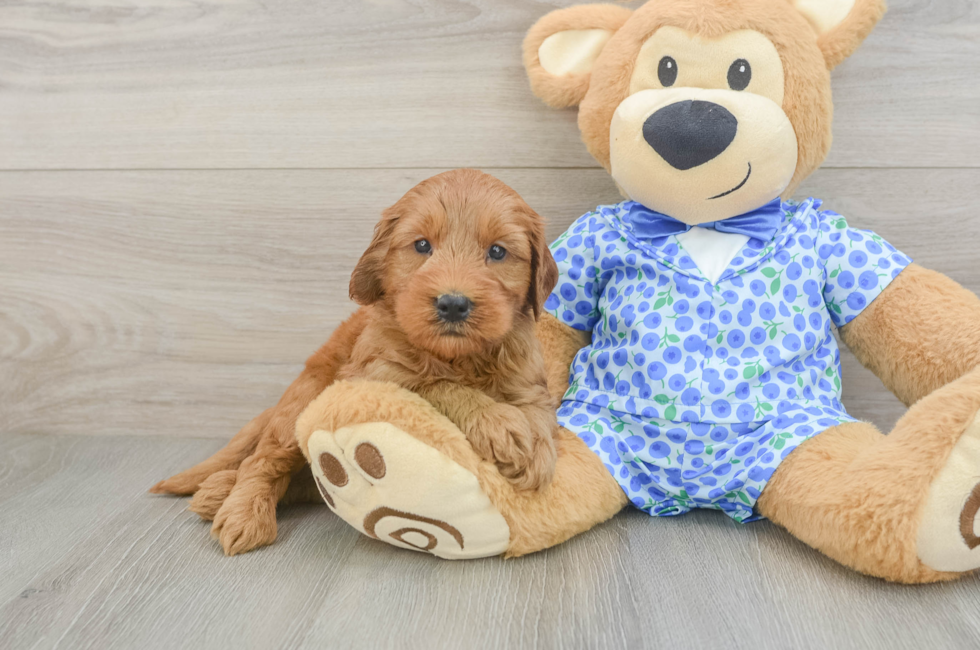 5 week old Mini Goldendoodle Puppy For Sale - Fairfield Furbabies