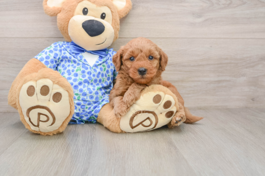 CODY, a Mini Goldendoodle littermate
