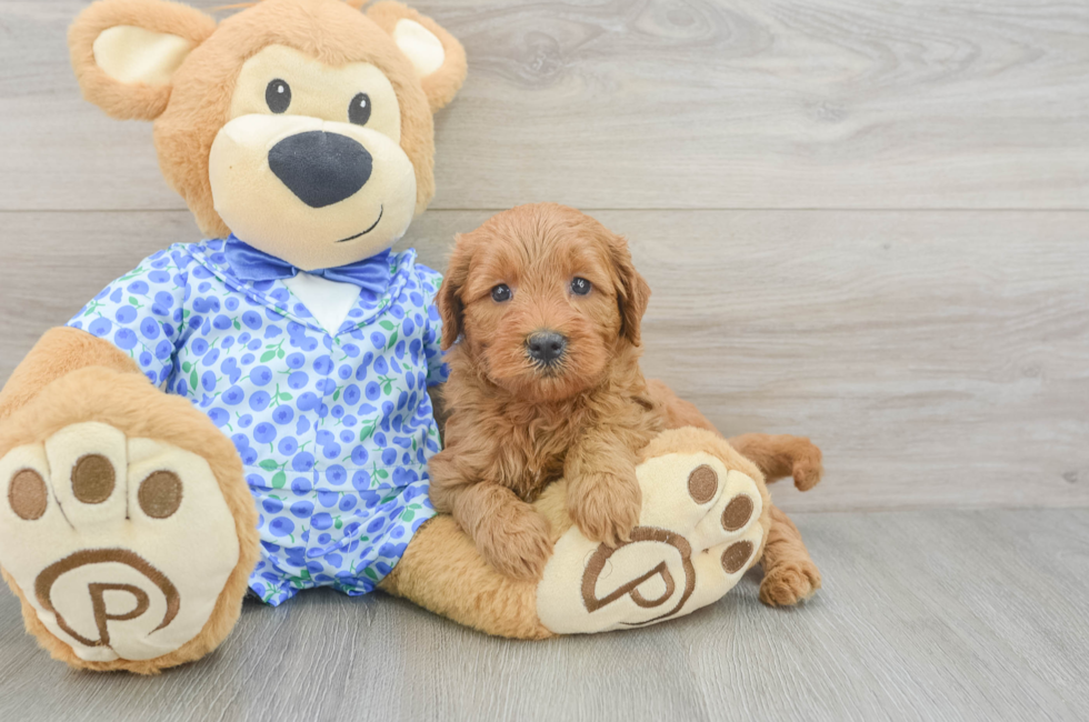 5 week old Mini Goldendoodle Puppy For Sale - Fairfield Furbabies