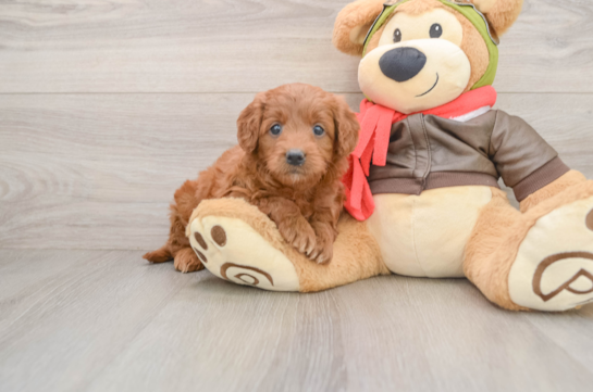 Smart Mini Goldendoodle Poodle Mix Pup