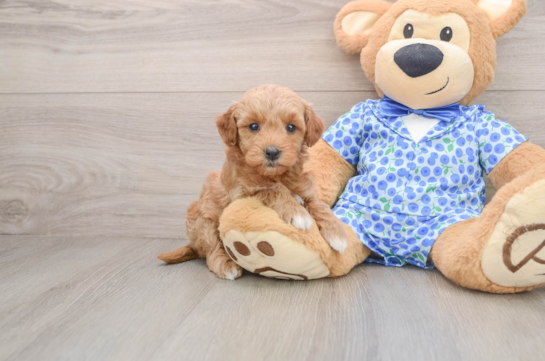 CONNIE, a Mini Goldendoodle littermate