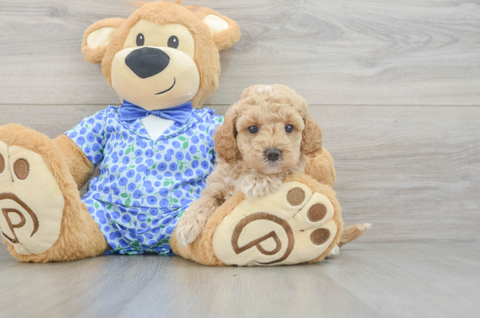 6 week old Mini Goldendoodle Puppy For Sale - Fairfield Furbabies