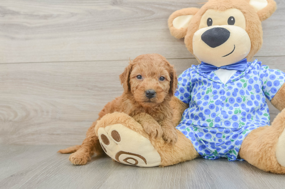 5 week old Mini Goldendoodle Puppy For Sale - Fairfield Furbabies