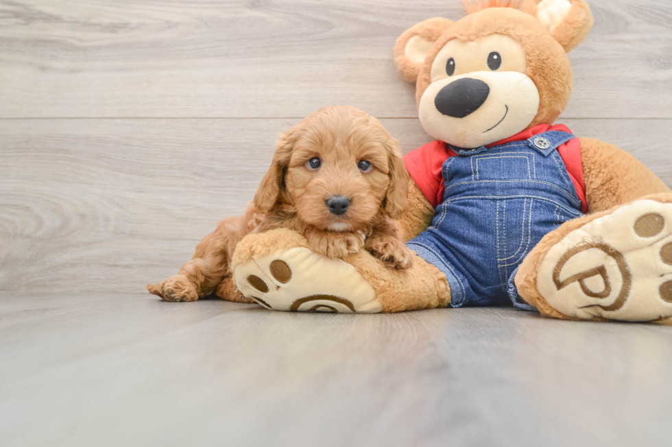Little Mini Goldenpoo Poodle Mix Puppy
