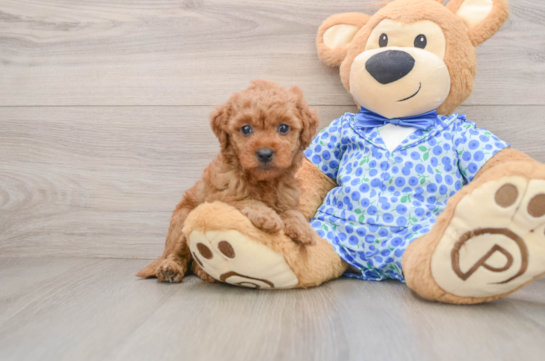 COREY, a Mini Goldendoodle littermate