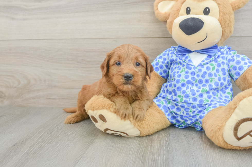 5 week old Mini Goldendoodle Puppy For Sale - Fairfield Furbabies