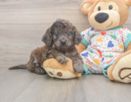 7 week old Mini Goldendoodle Puppy For Sale - Fairfield Furbabies