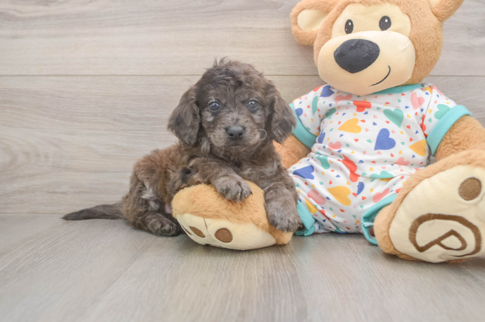 7 week old Mini Goldendoodle Puppy For Sale - Fairfield Furbabies